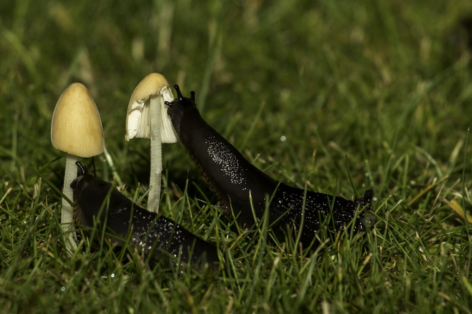 Canon EOS 70D sample photo. Snail, mushroom, nature photography