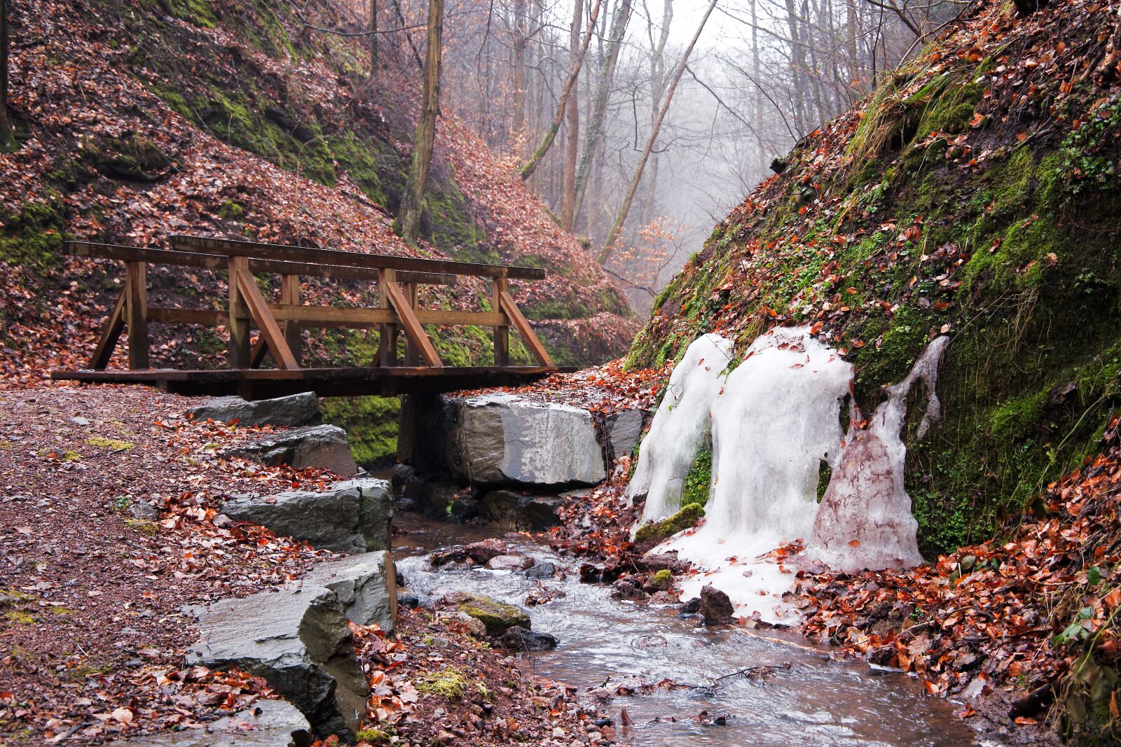 Canon EOS 6D sample photo. Nature, waters, wood photography