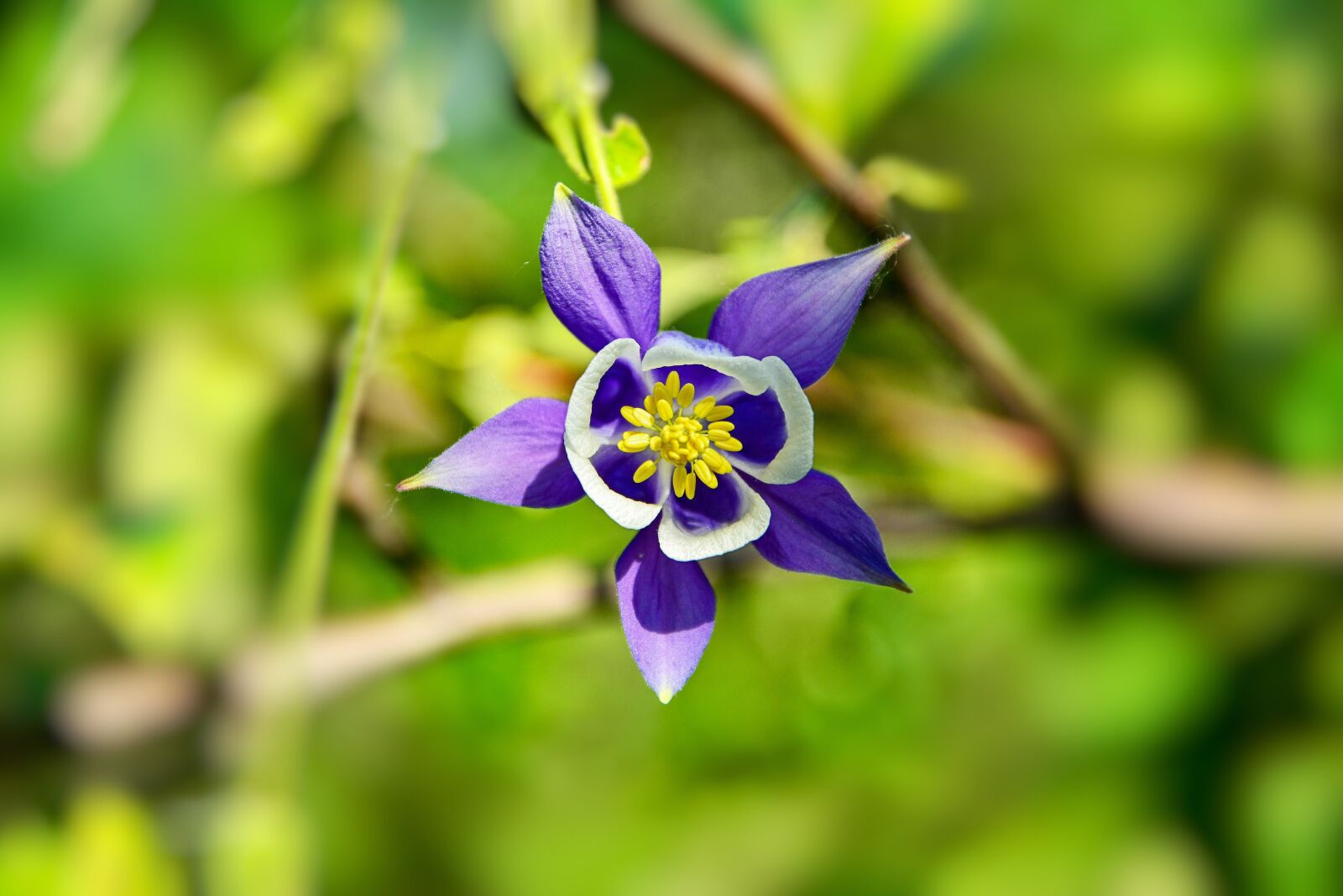 Nikon D7100 sample photo. Flower, haseki earrings, purple photography