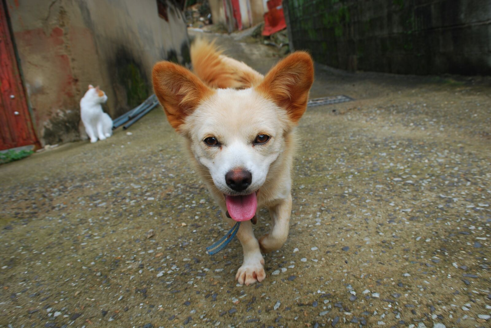 Nikon D60 sample photo. Dog, puppy, animal photography
