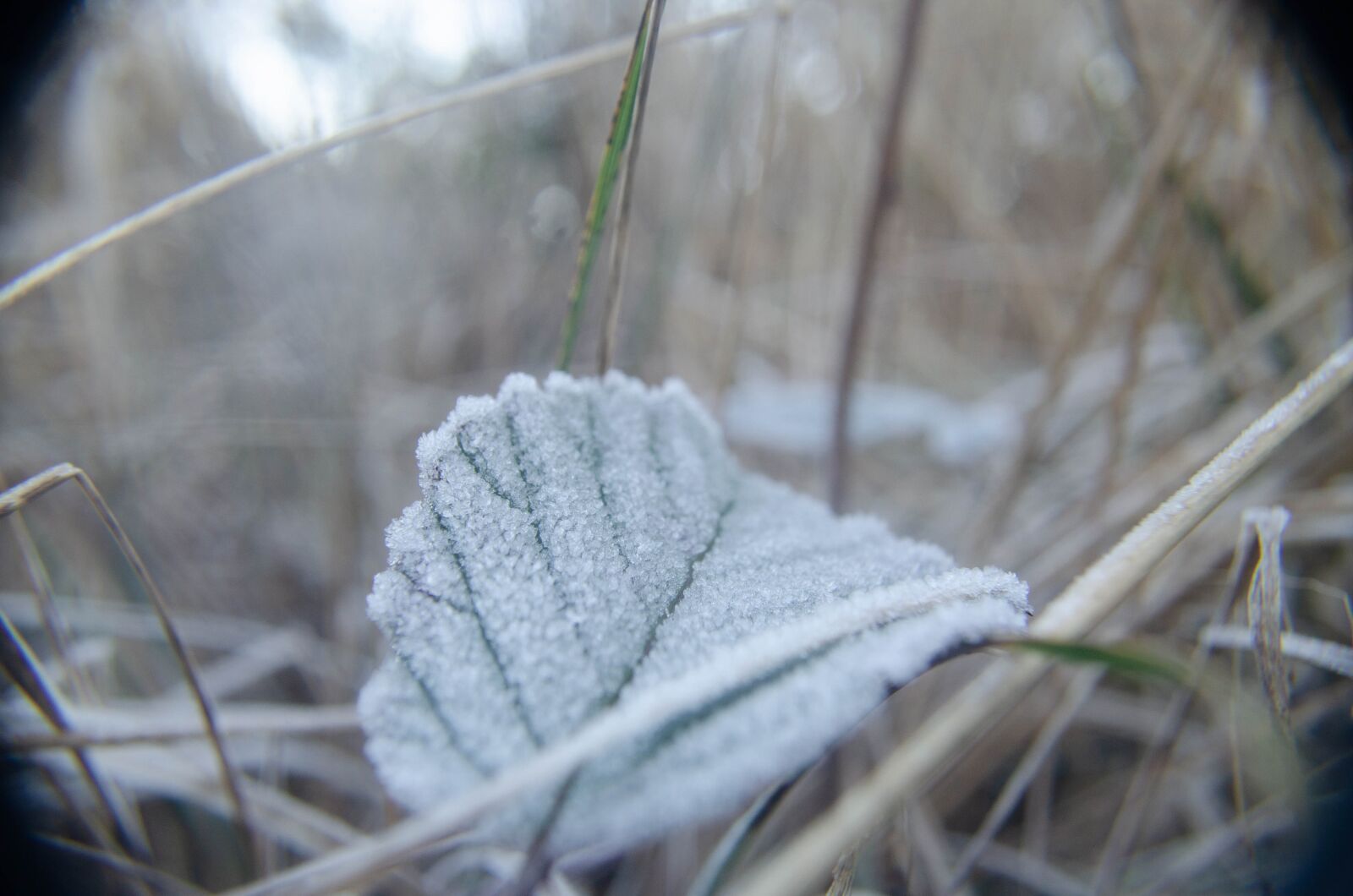 Nikon D5100 sample photo. Leaf, frost, ice photography