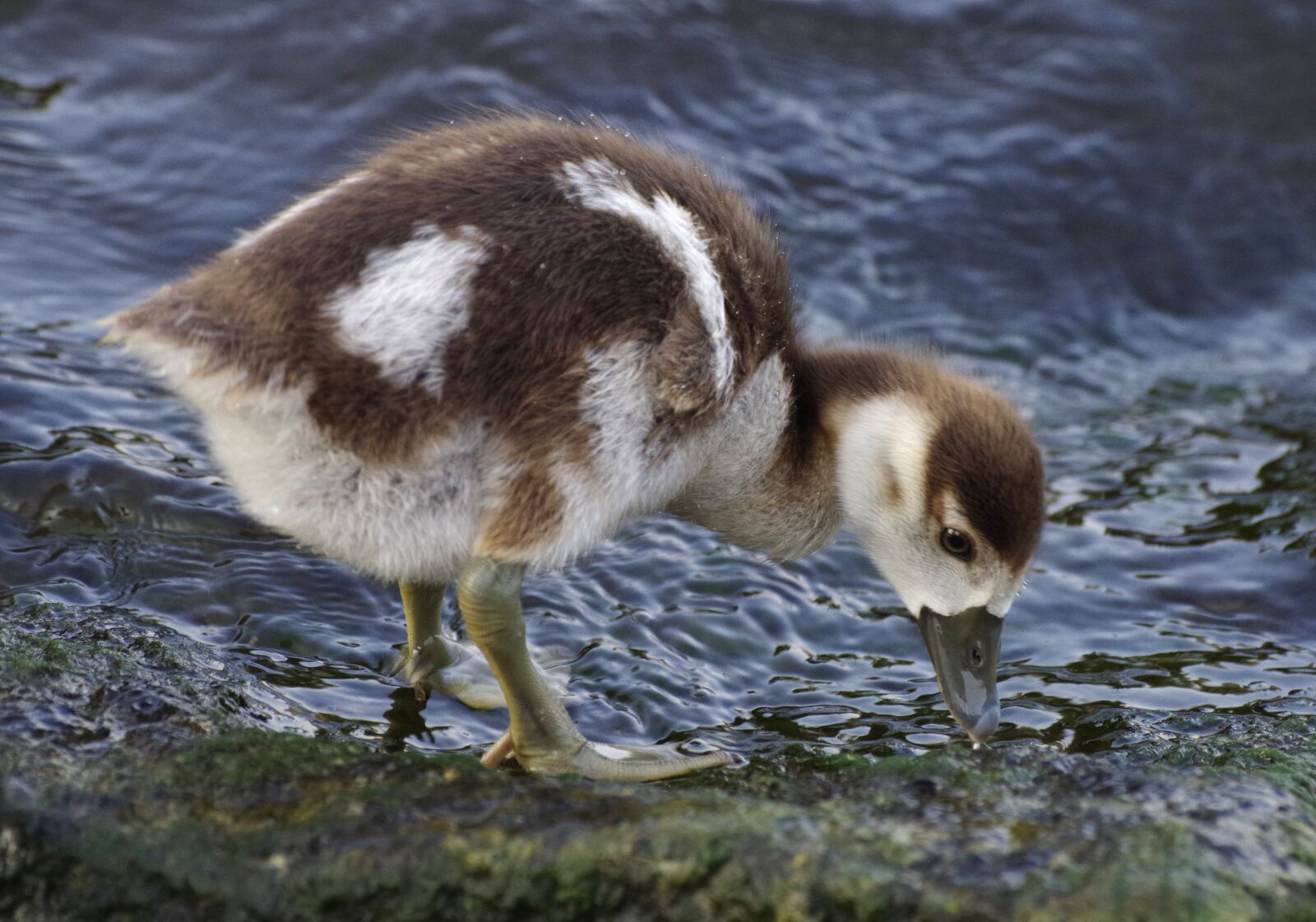 Pentax K-30 sample photo. Goslings, ducklings, nilgans photography