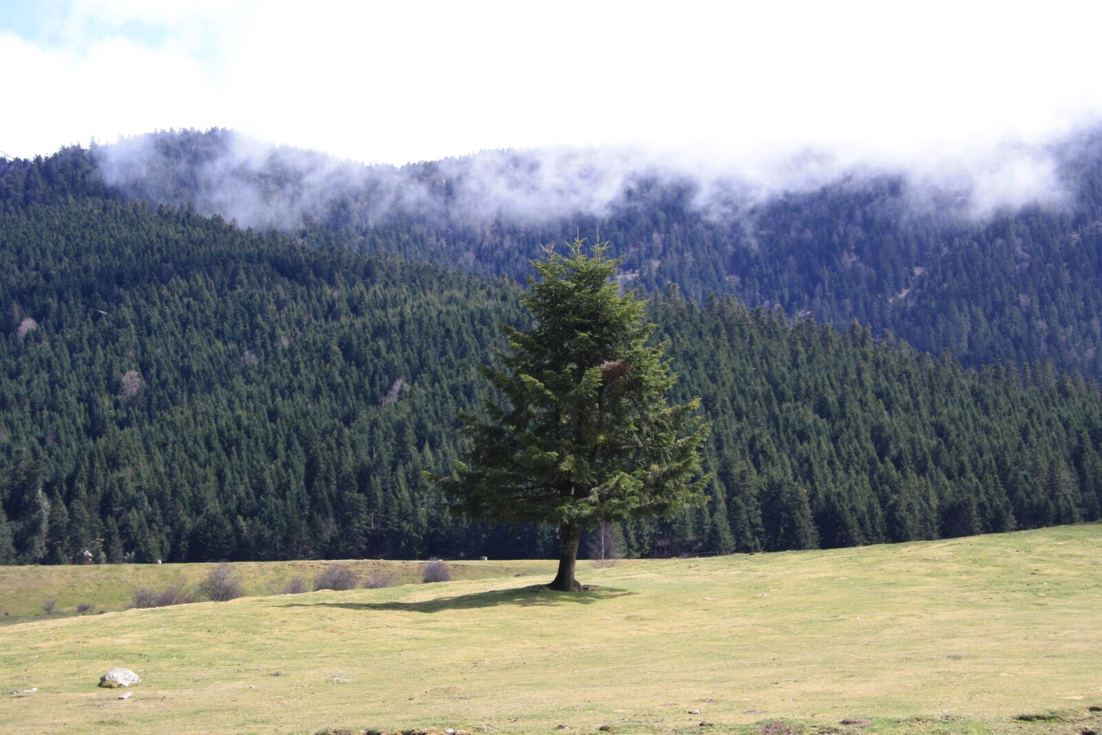 Canon EOS 1000D (EOS Digital Rebel XS / EOS Kiss F) sample photo. Tree, nature, pyrenees photography
