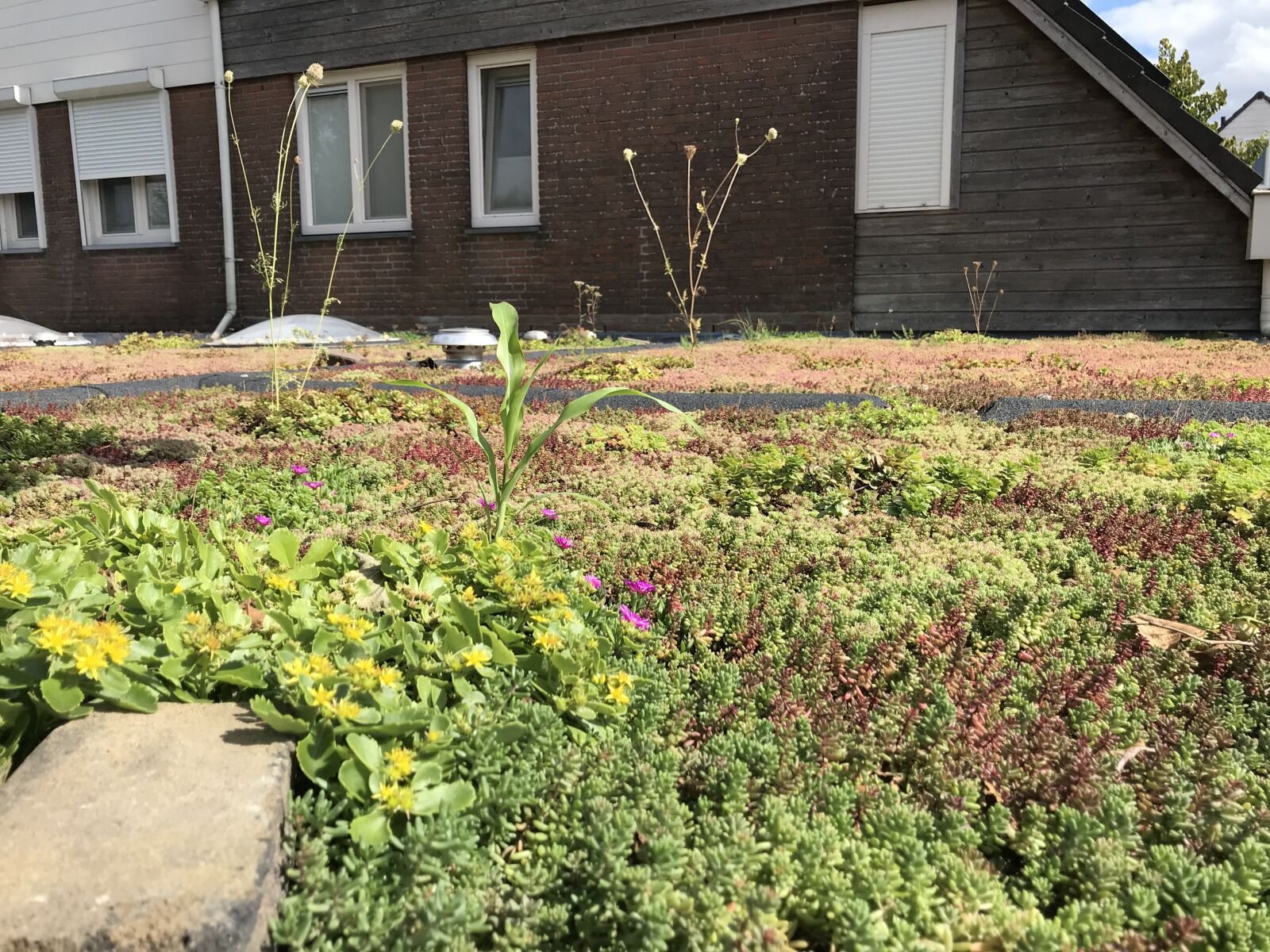 iPhone 7 back camera 3.99mm f/1.8 sample photo. Green roof, garden, roof photography