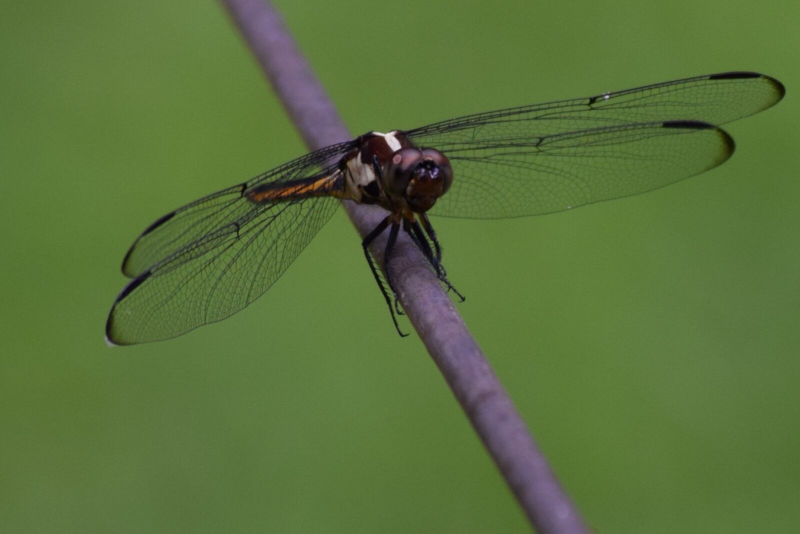 Nikon D3300 sample photo. Dragon fly, insect, flying photography