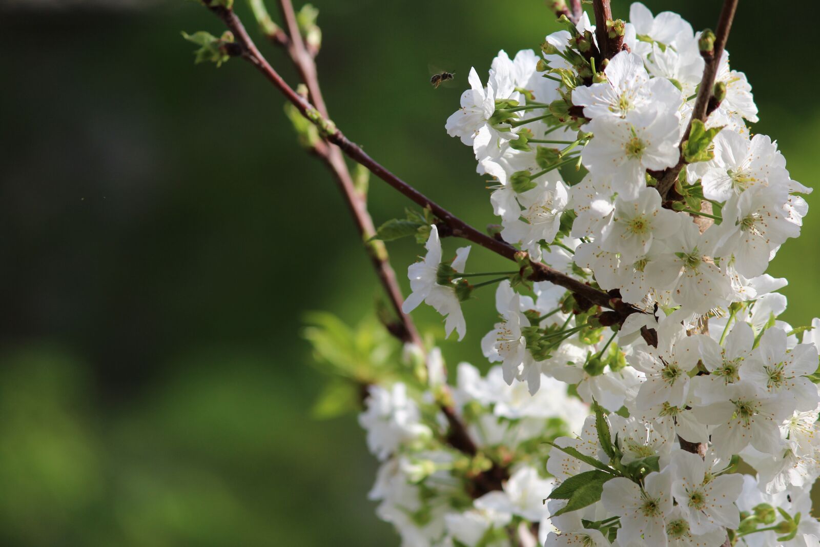 Canon EOS 600D (Rebel EOS T3i / EOS Kiss X5) sample photo. Flower, nature, tree photography