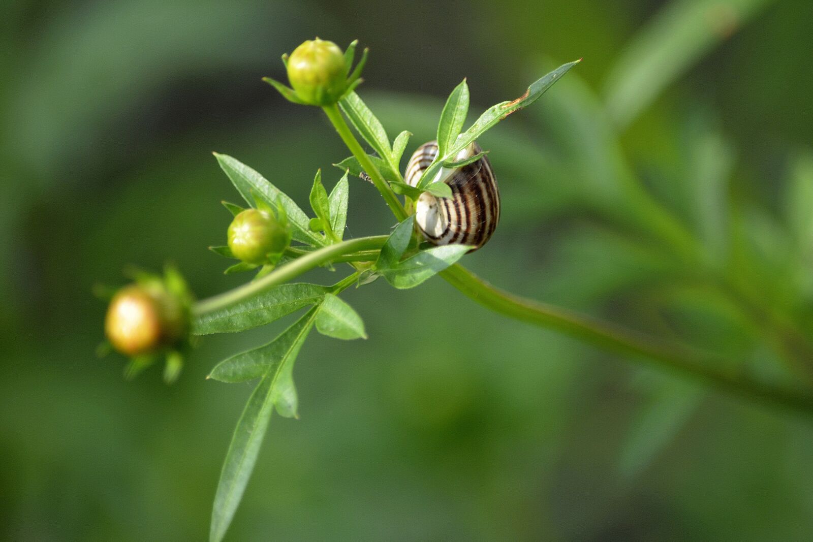 Nikon D5100 sample photo. Nature, plants, summer photography