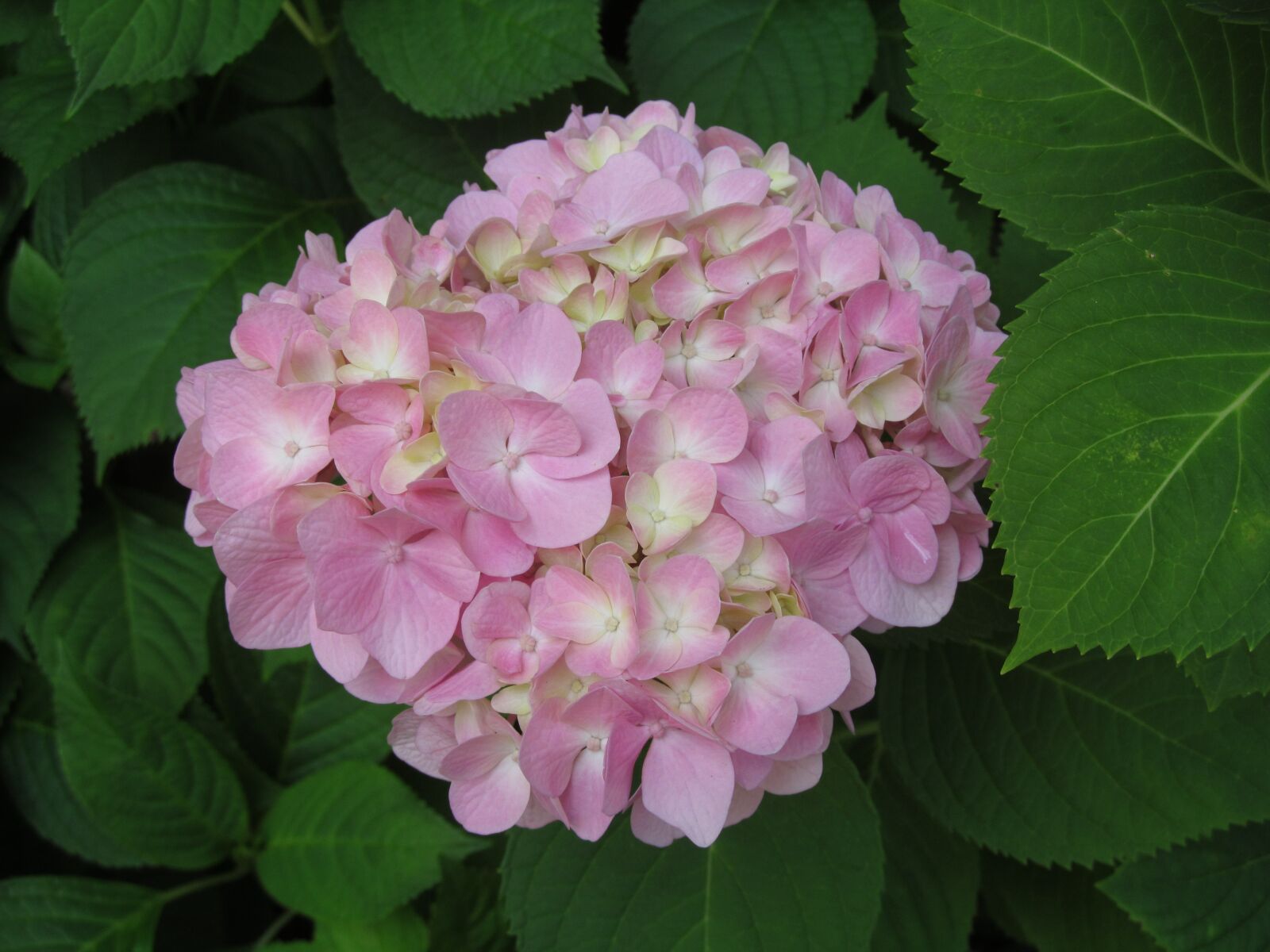 Canon PowerShot SX150 IS sample photo. Hydrangea, blossom, mophead photography