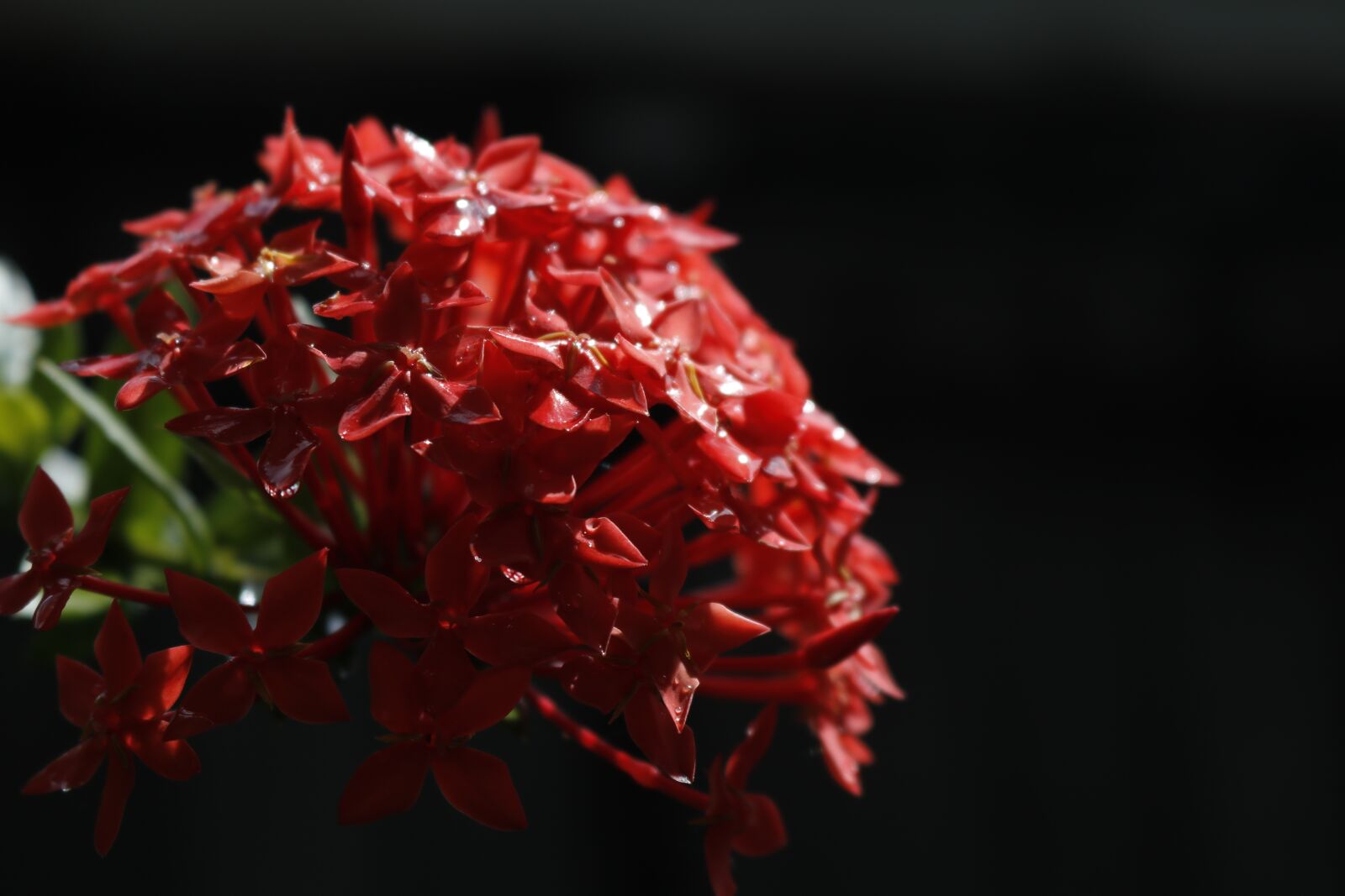 Canon EOS 750D (EOS Rebel T6i / EOS Kiss X8i) sample photo. Flower, nature, garden photography