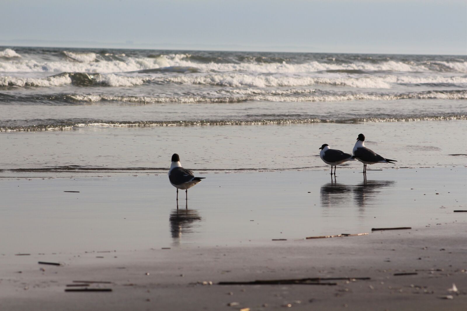 Canon EOS 700D (EOS Rebel T5i / EOS Kiss X7i) sample photo. Water, bird, sea photography