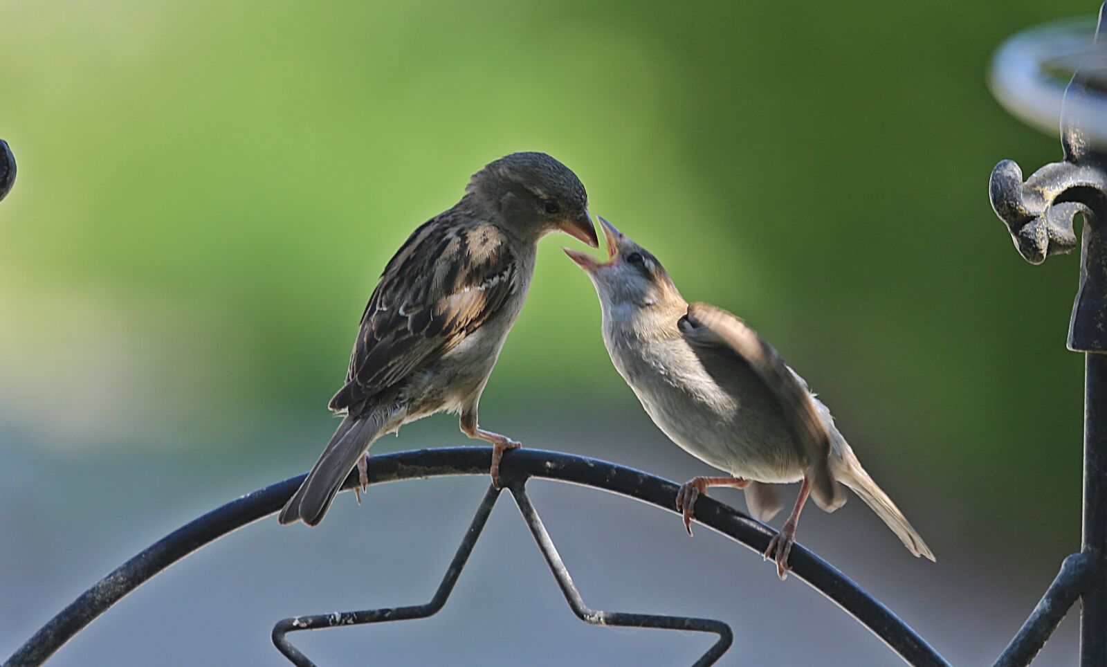 Canon EF 100-400mm F4.5-5.6L IS USM sample photo. Bird, young animal, feed photography