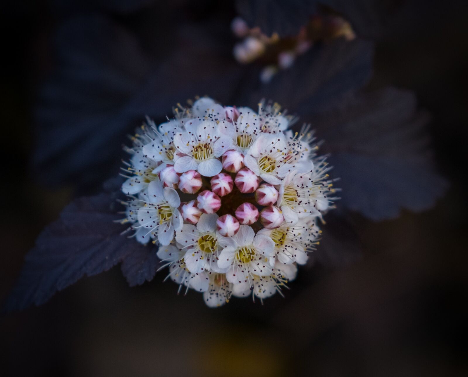 Fujifilm X-T2 sample photo. Flower, blossom, bloom photography