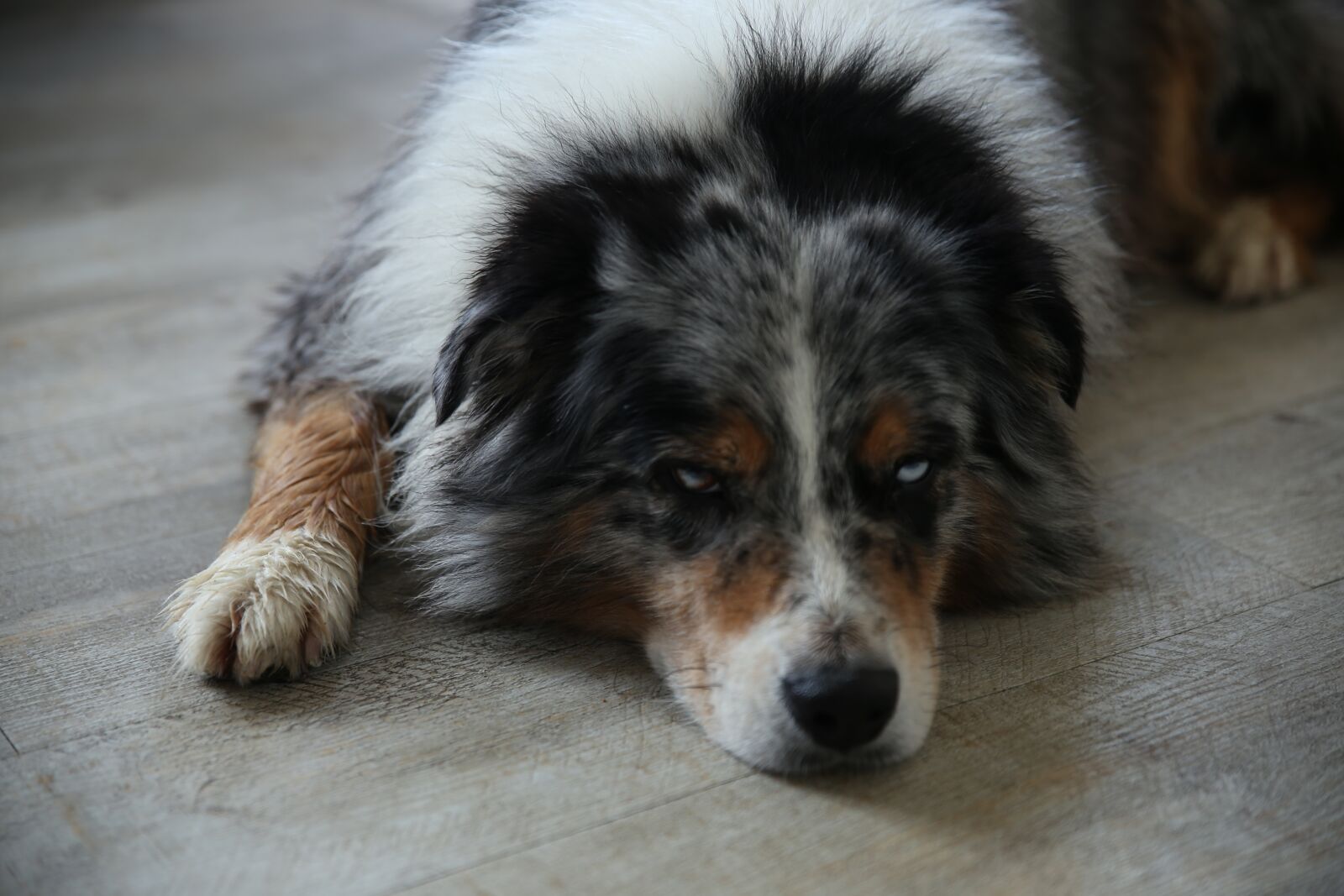 Canon EOS 6D sample photo. Australian shepherd, dog lie photography