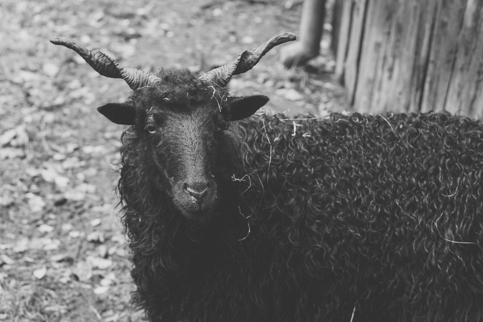 E 50mm F1.8 OSS sample photo. Sheep, black, horns photography