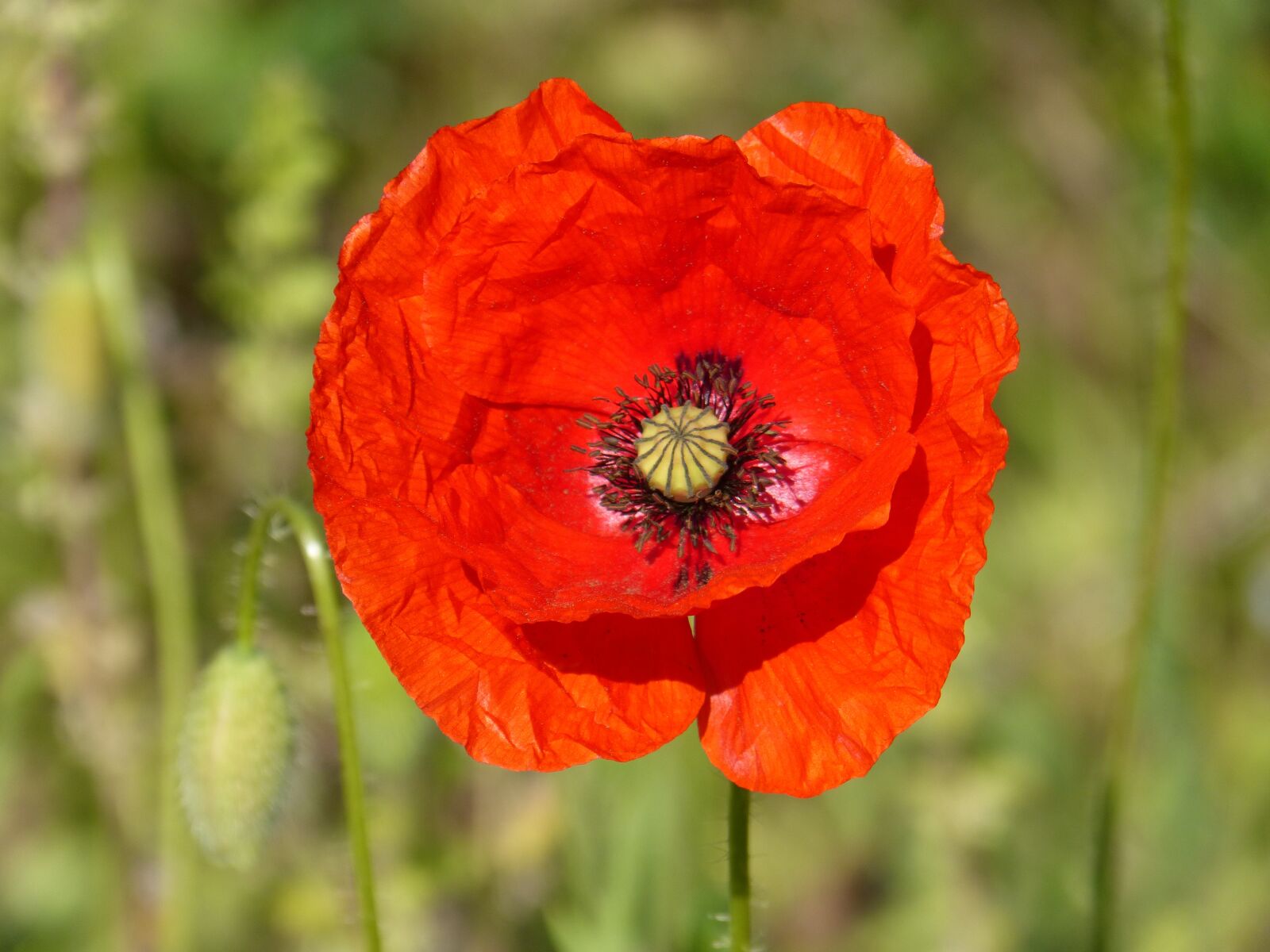 Panasonic DMC-FZ62 sample photo. Poppy, ababol, red photography