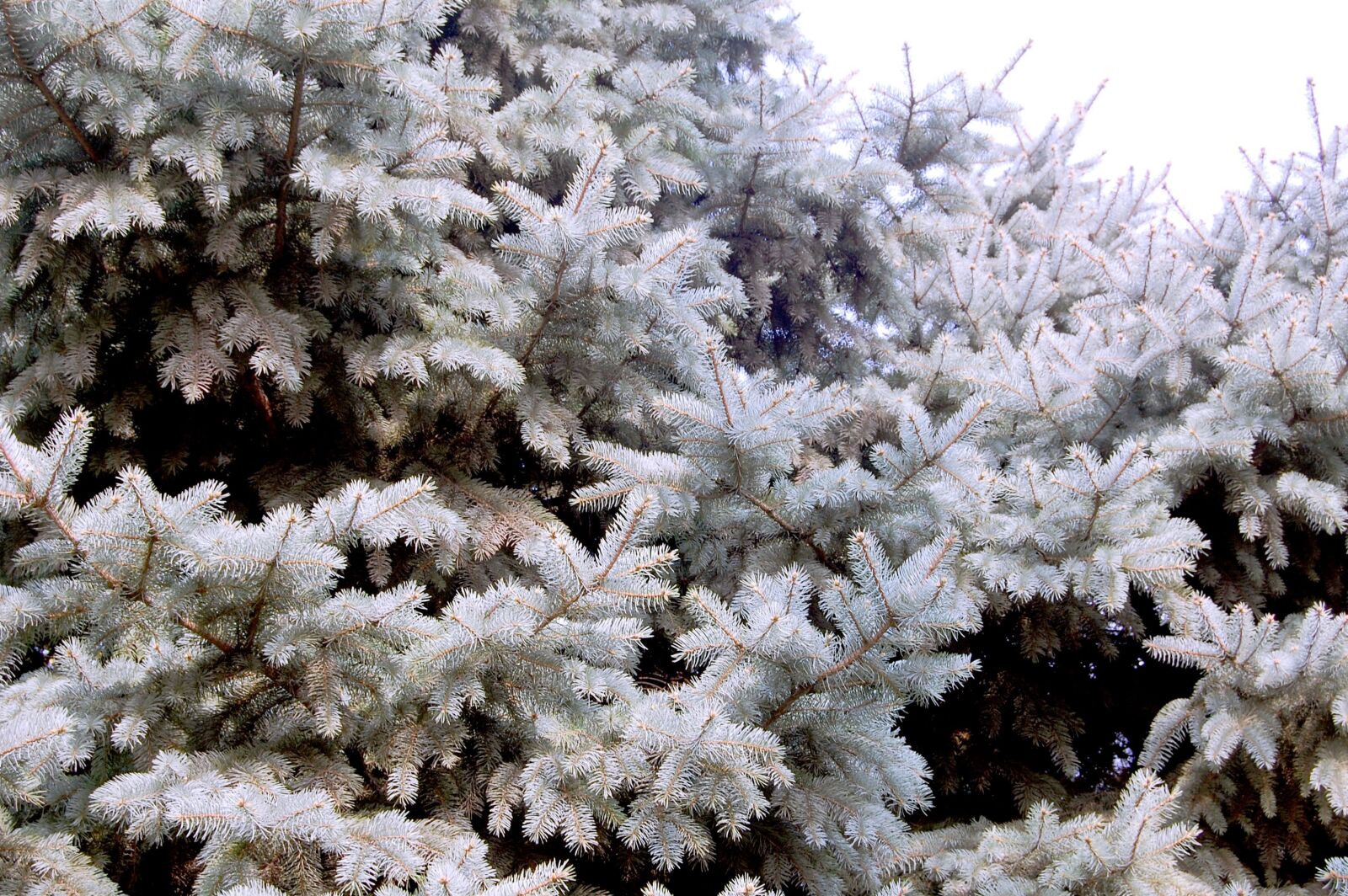 Nikon D40 sample photo. Plant, cypress, pine tree photography