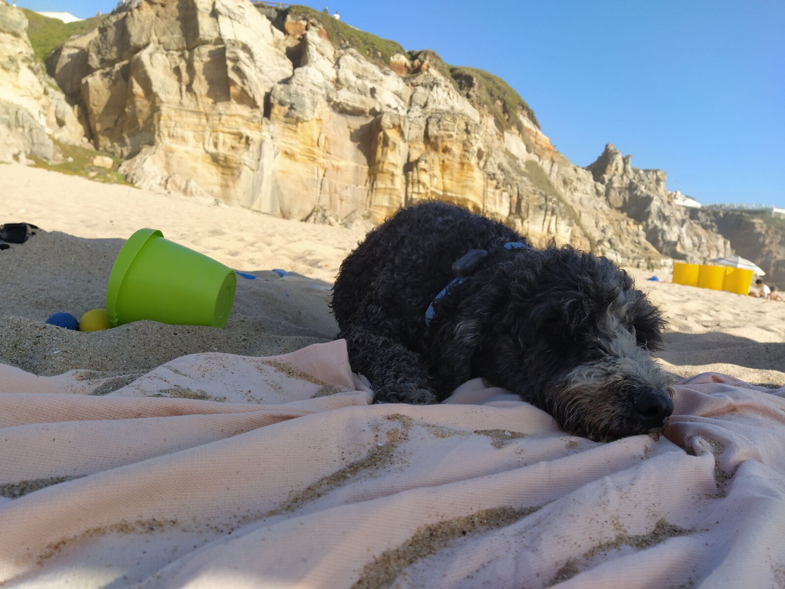 Xiaomi Mi A3 sample photo. Dog, beach, pet photography