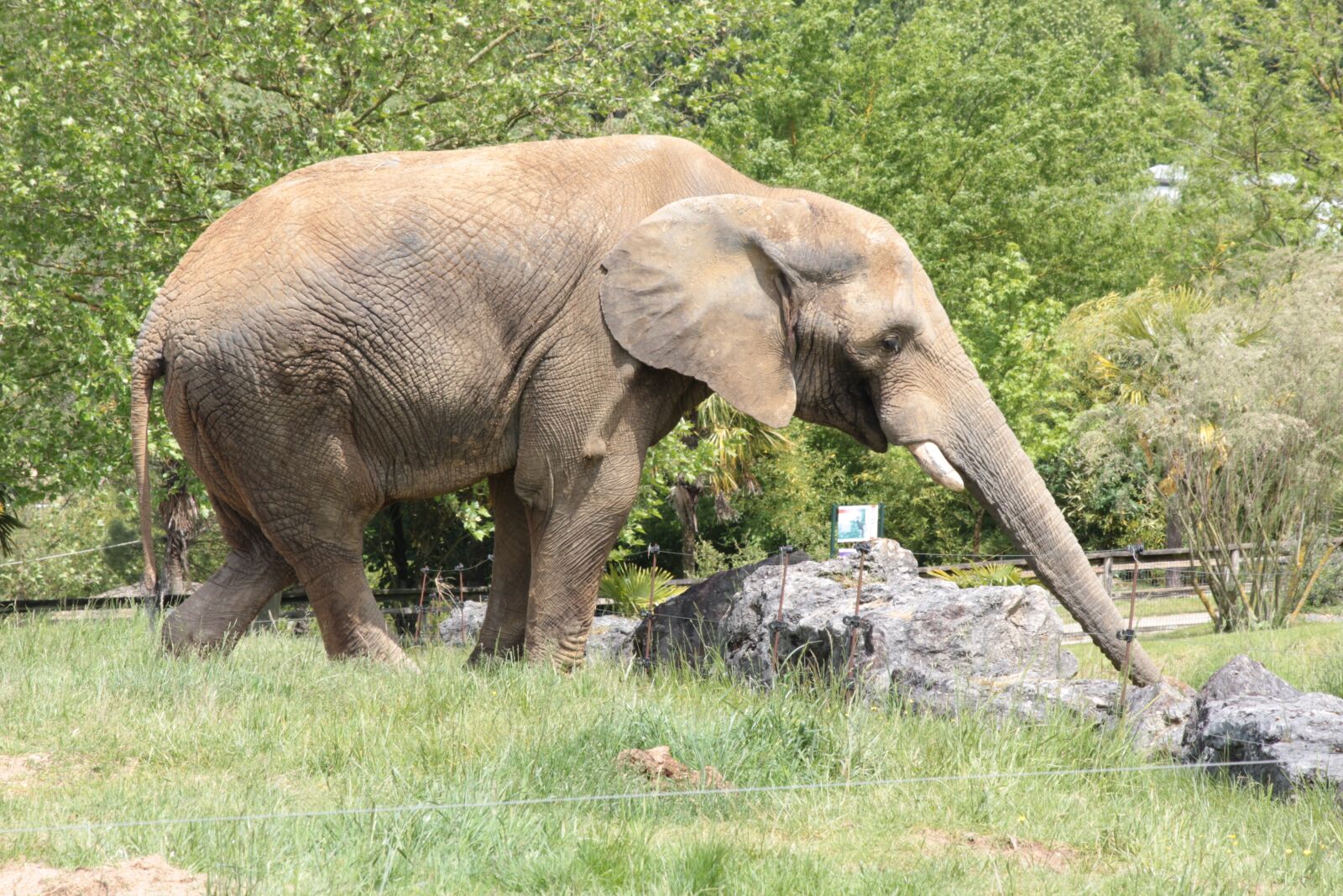 Canon EOS 600D (Rebel EOS T3i / EOS Kiss X5) sample photo. Elephant, savannah, animal photography