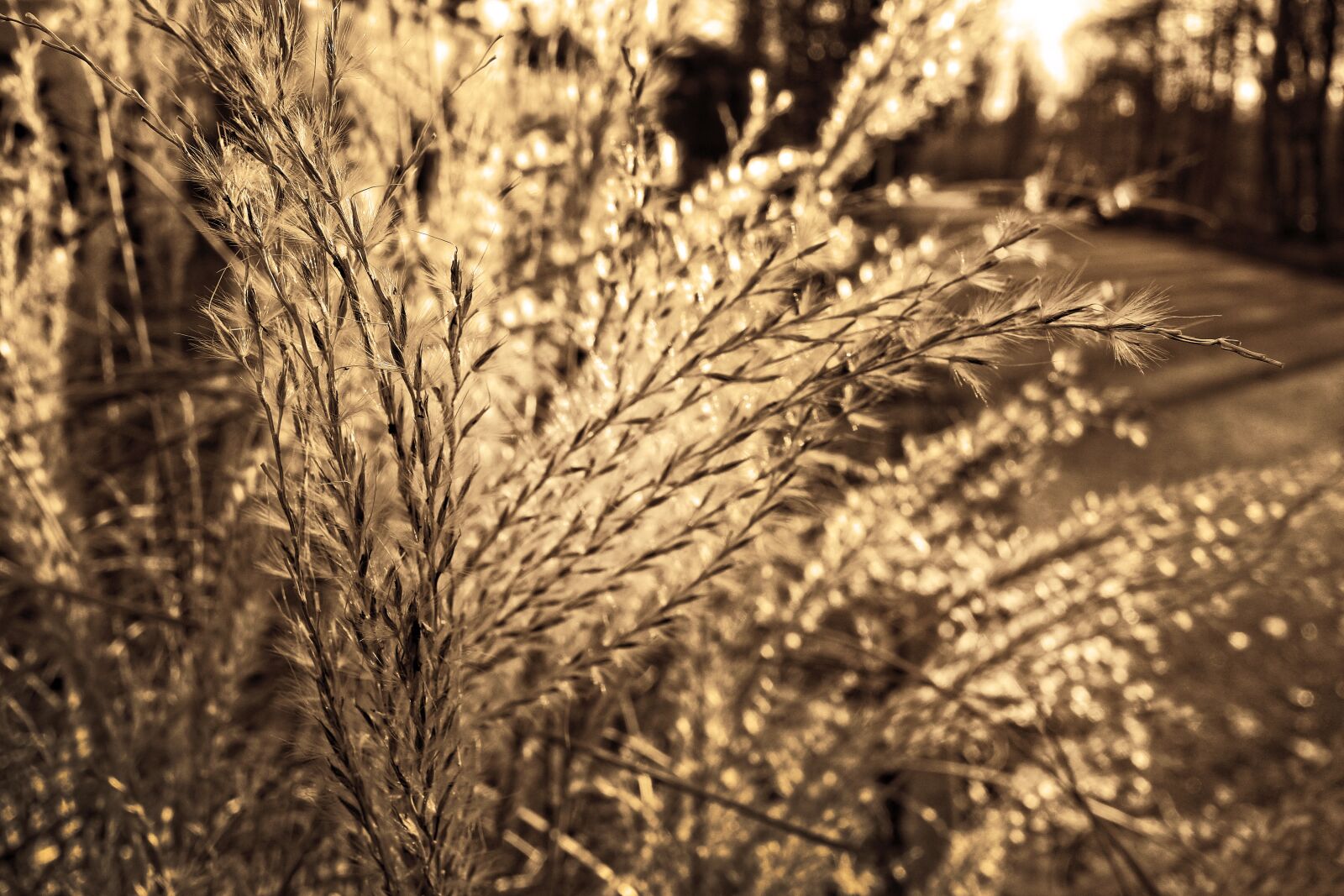 Sony Cyber-shot DSC-RX100 sample photo. Pampas grass, flower, plume photography