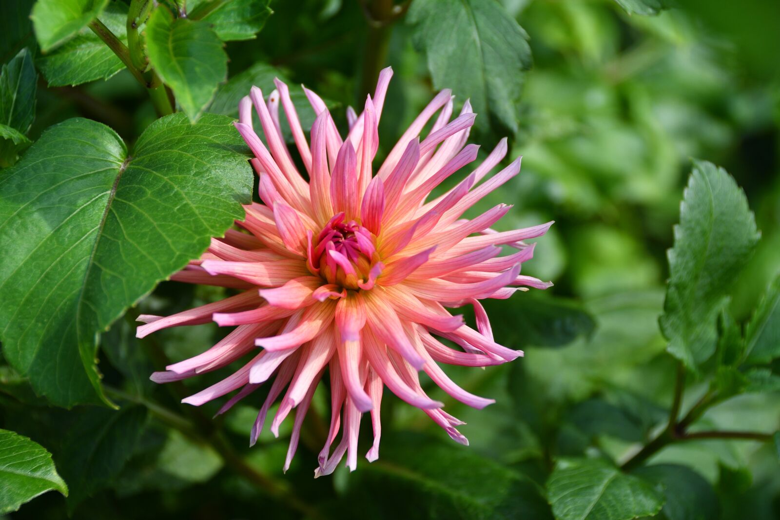 Nikon D500 sample photo. Dalia, dahlia, astra photography