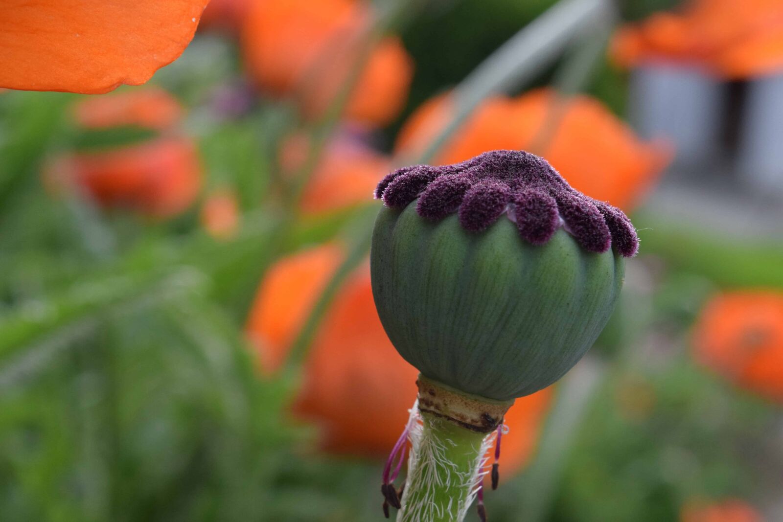 Nikon D3300 sample photo. Garden, flower, nature, leaf photography