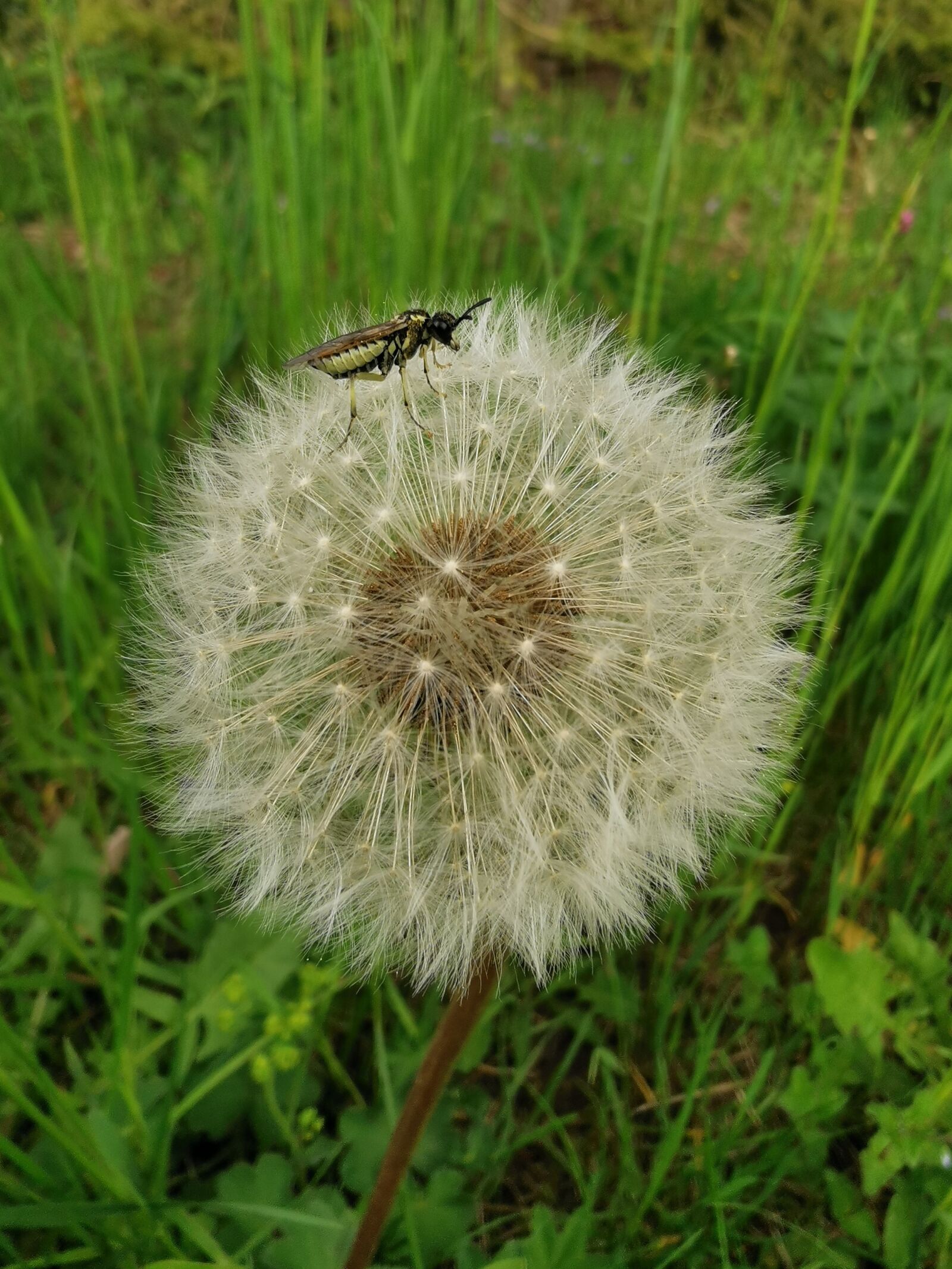 HUAWEI P30 sample photo. Dandelion, flower, garden photography