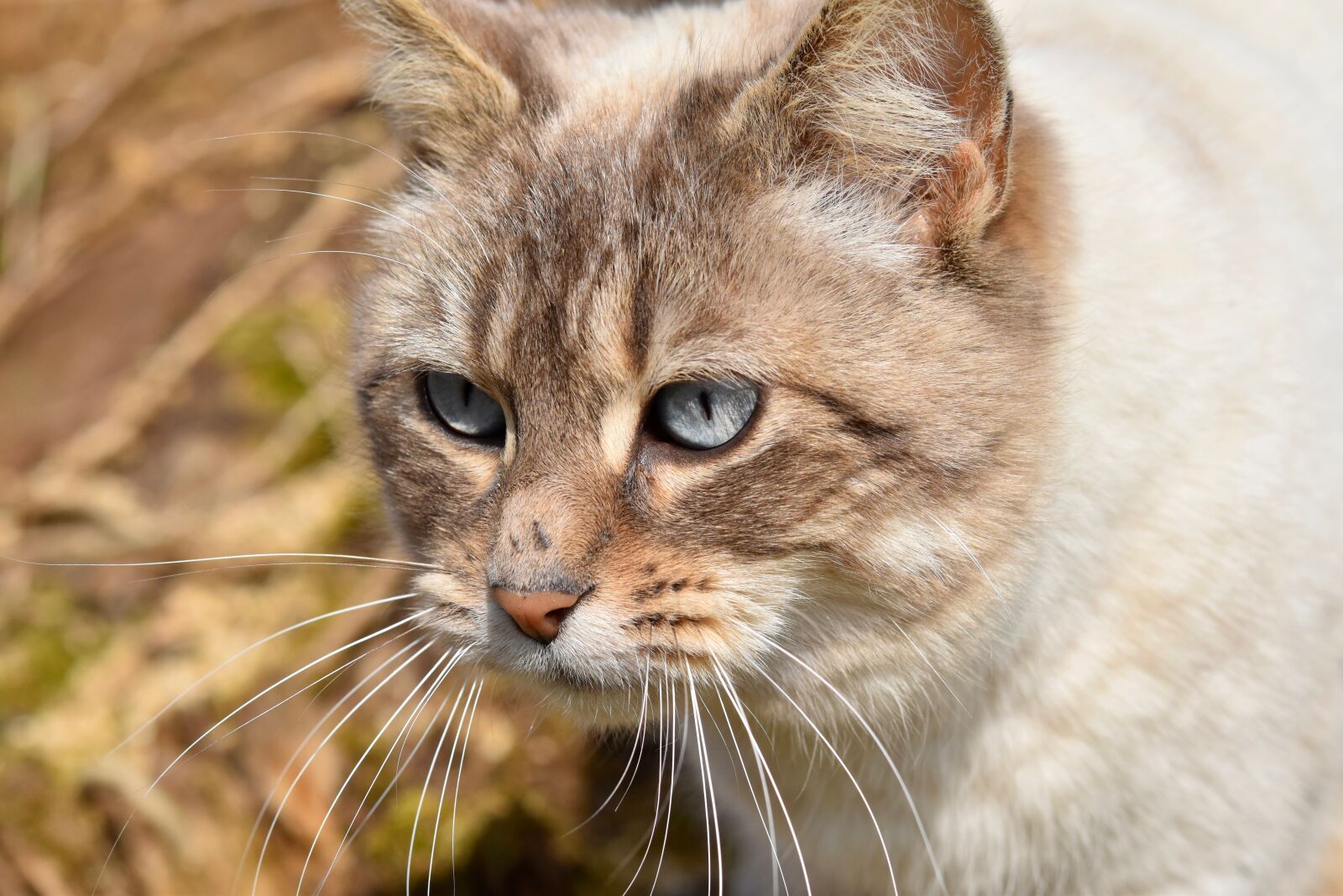 Nikon D5600 sample photo. Cat, portrait of cat photography