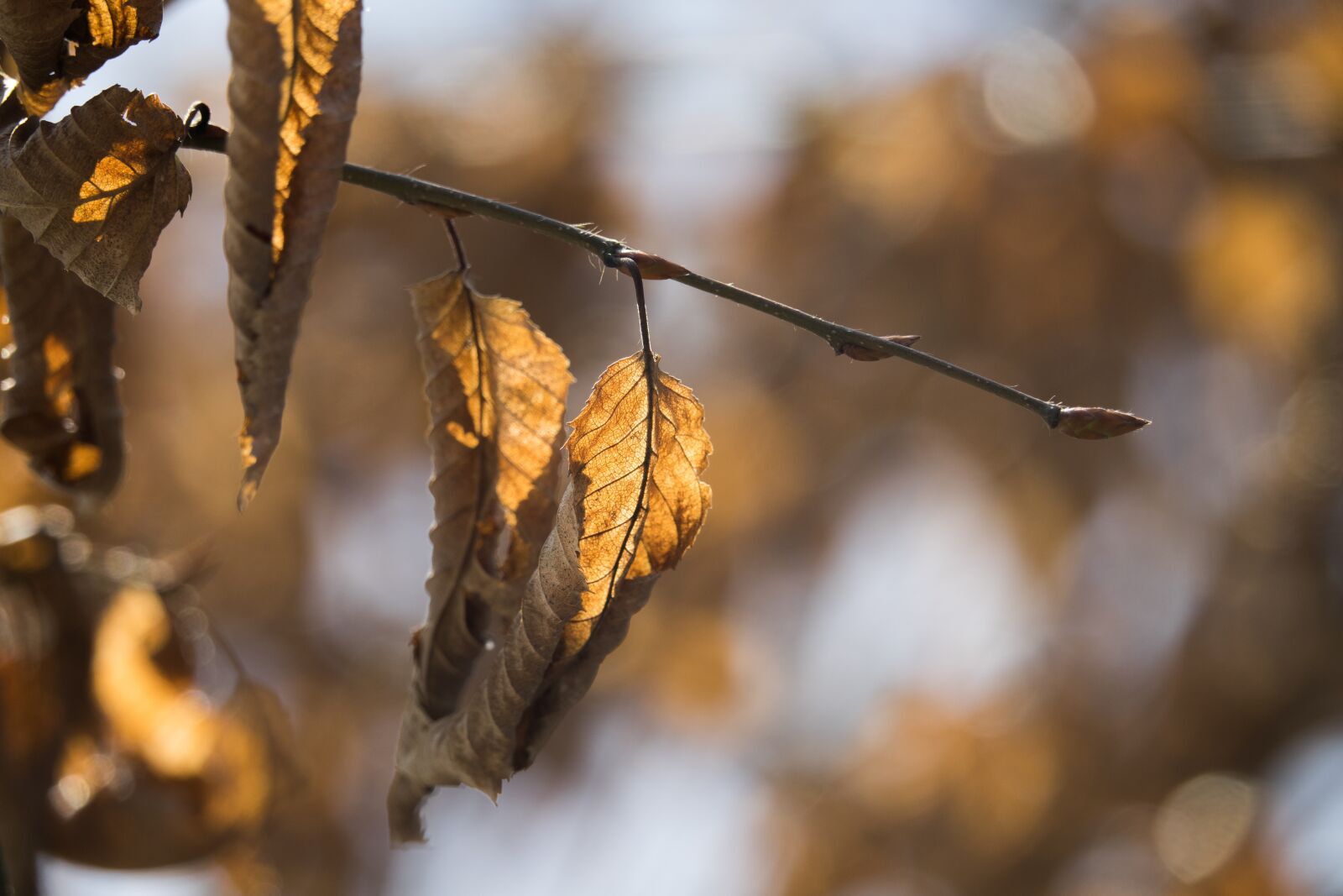 Sony Cyber-shot DSC-RX10 III sample photo. Autumn, nature, leaf photography