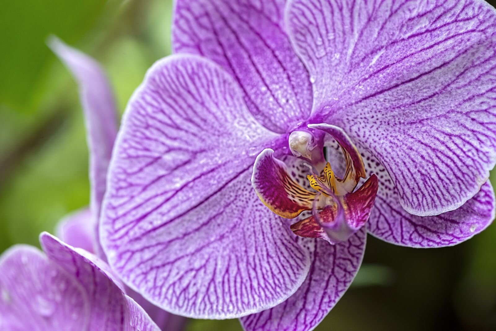 Nikon D610 sample photo. Orchid, flower, houseplant photography