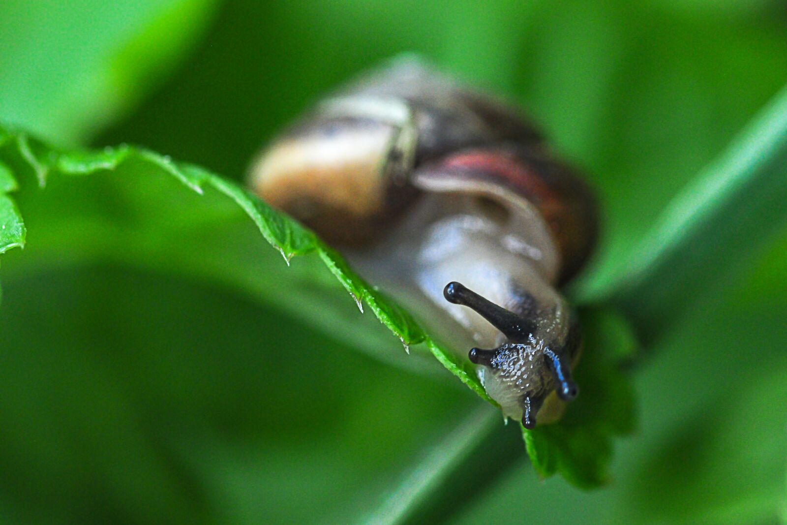 Nikon D5000 sample photo. Snail, leaf, green photography