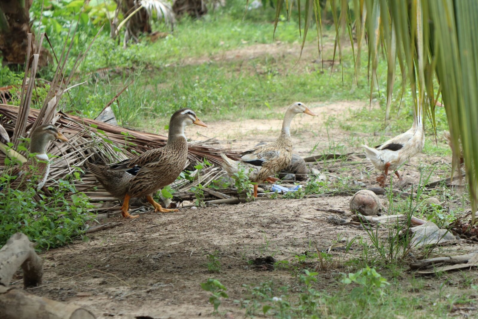 Canon EOS M6 sample photo. Ducks, three, leaf photography