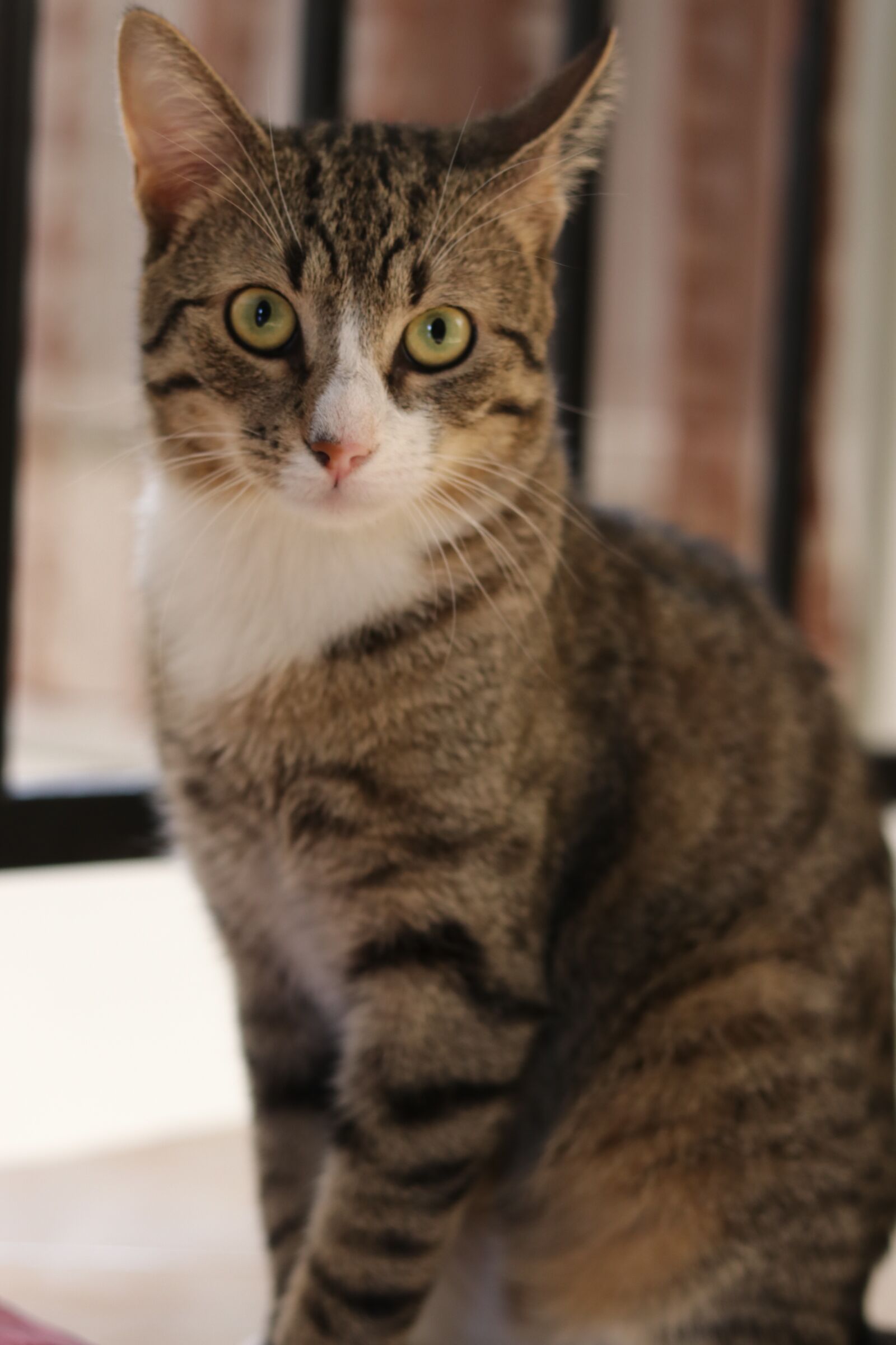 Canon EOS 80D + Canon EF 50mm F1.8 STM sample photo. Tomcat, kitten, cat photography
