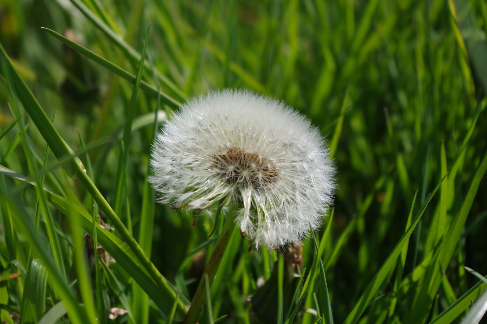 Pentax K-3 sample photo. Dandelion, summer, garden photography