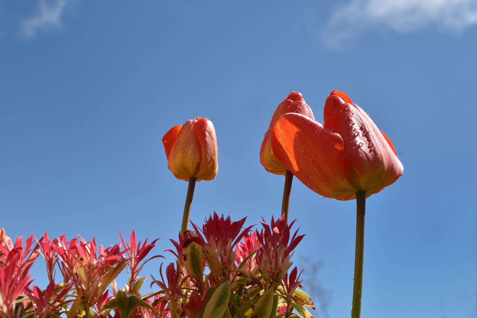 Nikon D5500 sample photo. Tulip, blue, garden flowers photography