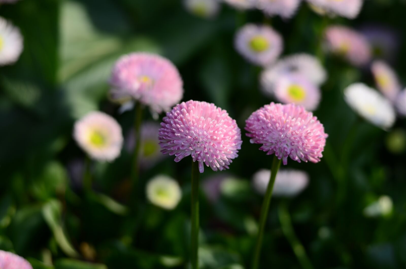 Nikon D5100 sample photo. Red flowers, plant, flowers photography