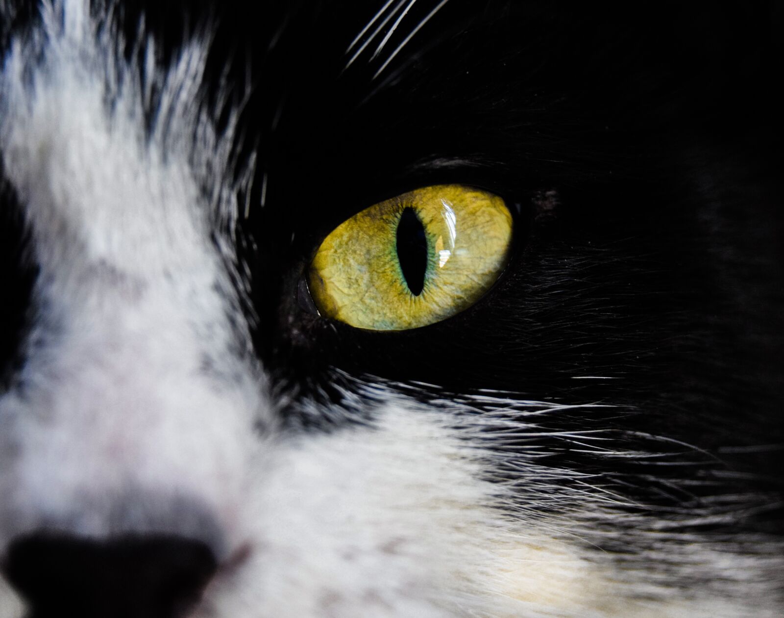 Nikon D3300 sample photo. Eyes, green eye, cat photography