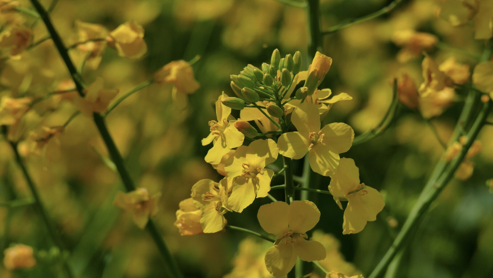 Panasonic Lumix DMC-FZ1000 sample photo. Rapeseed, oil, flowers photography