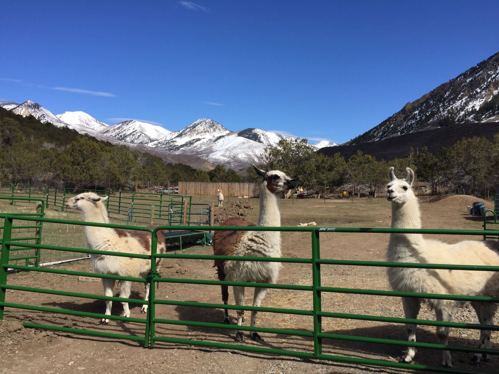 Apple iPhone 6 sample photo. Llama, ranch, animal photography