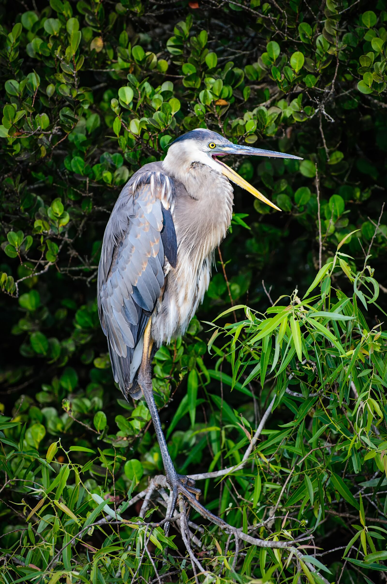 Nikon D300 sample photo. Bird, animal, nature photography