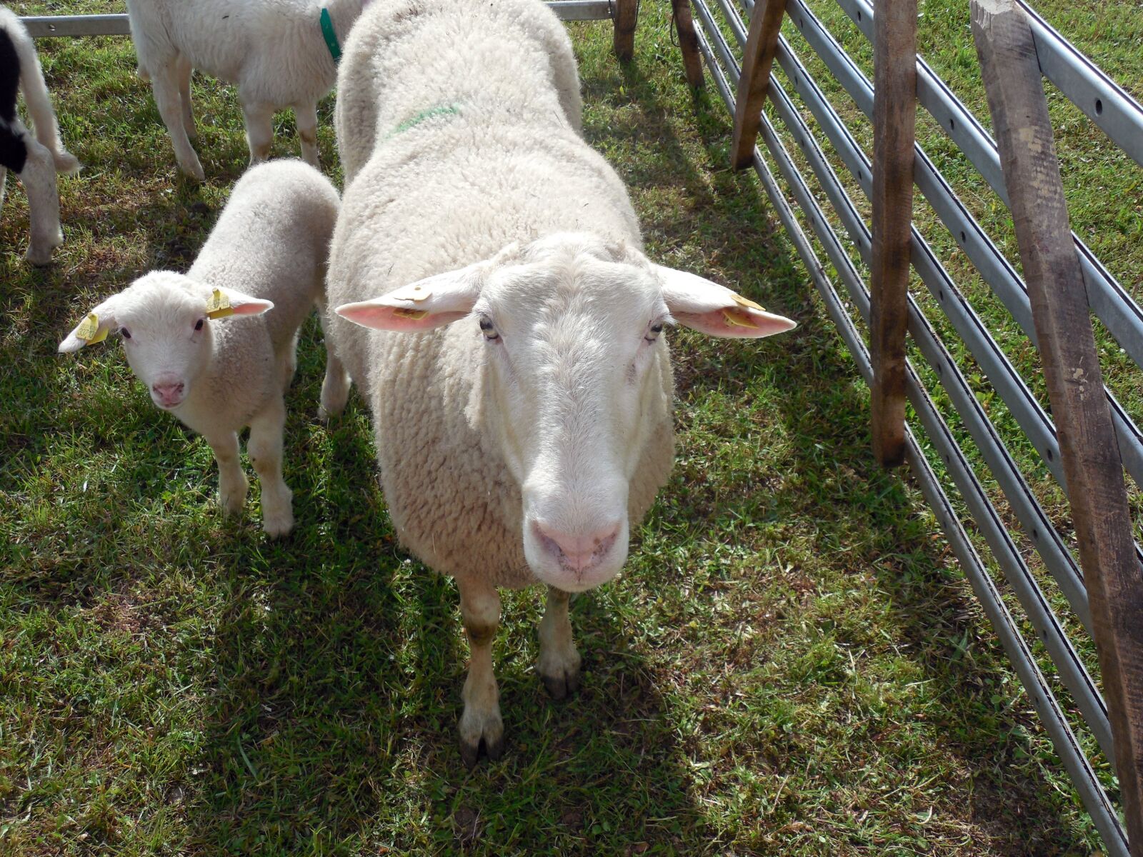 Nikon COOLPIX L620 sample photo. Lamb, sheep, schäfchen photography