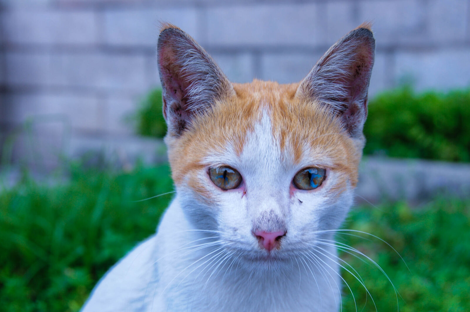 Nikon D300 sample photo. Animals, cat, mammals, pets photography