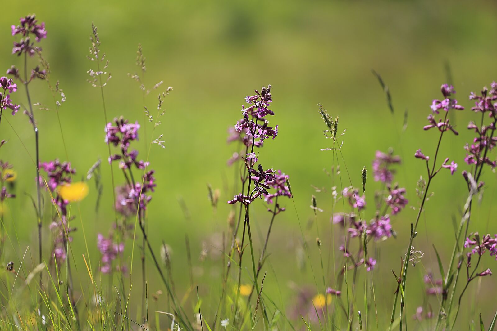 Canon EOS 6D + Canon EF 70-200mm F4L USM sample photo. Flower, beauty, summer photography