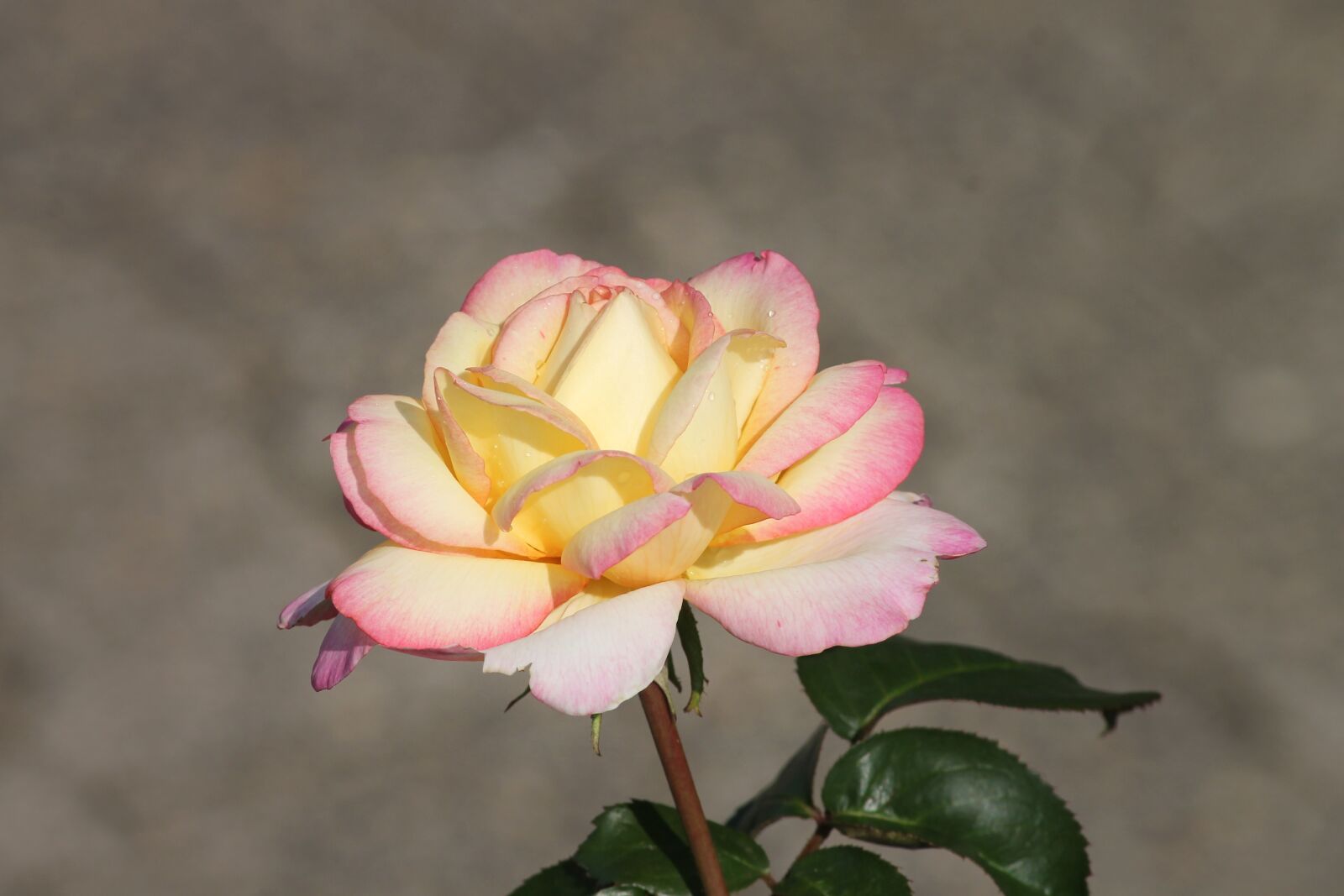 Canon EOS 1100D (EOS Rebel T3 / EOS Kiss X50) sample photo. Rose, pink, white photography