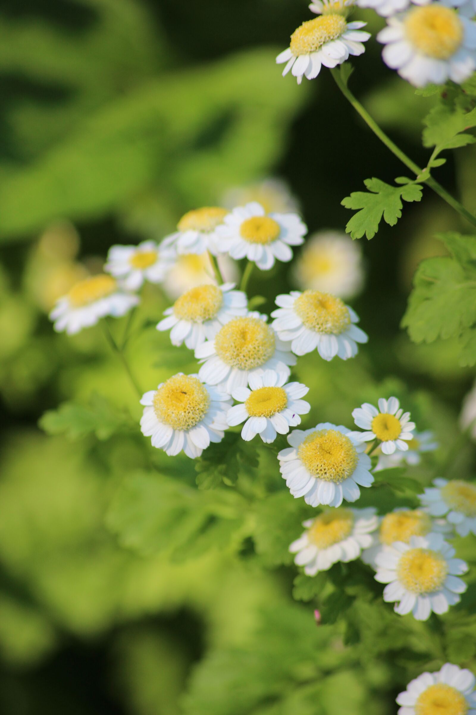 Canon EOS 600D (Rebel EOS T3i / EOS Kiss X5) sample photo. Chamomile, herb, homeopathy photography