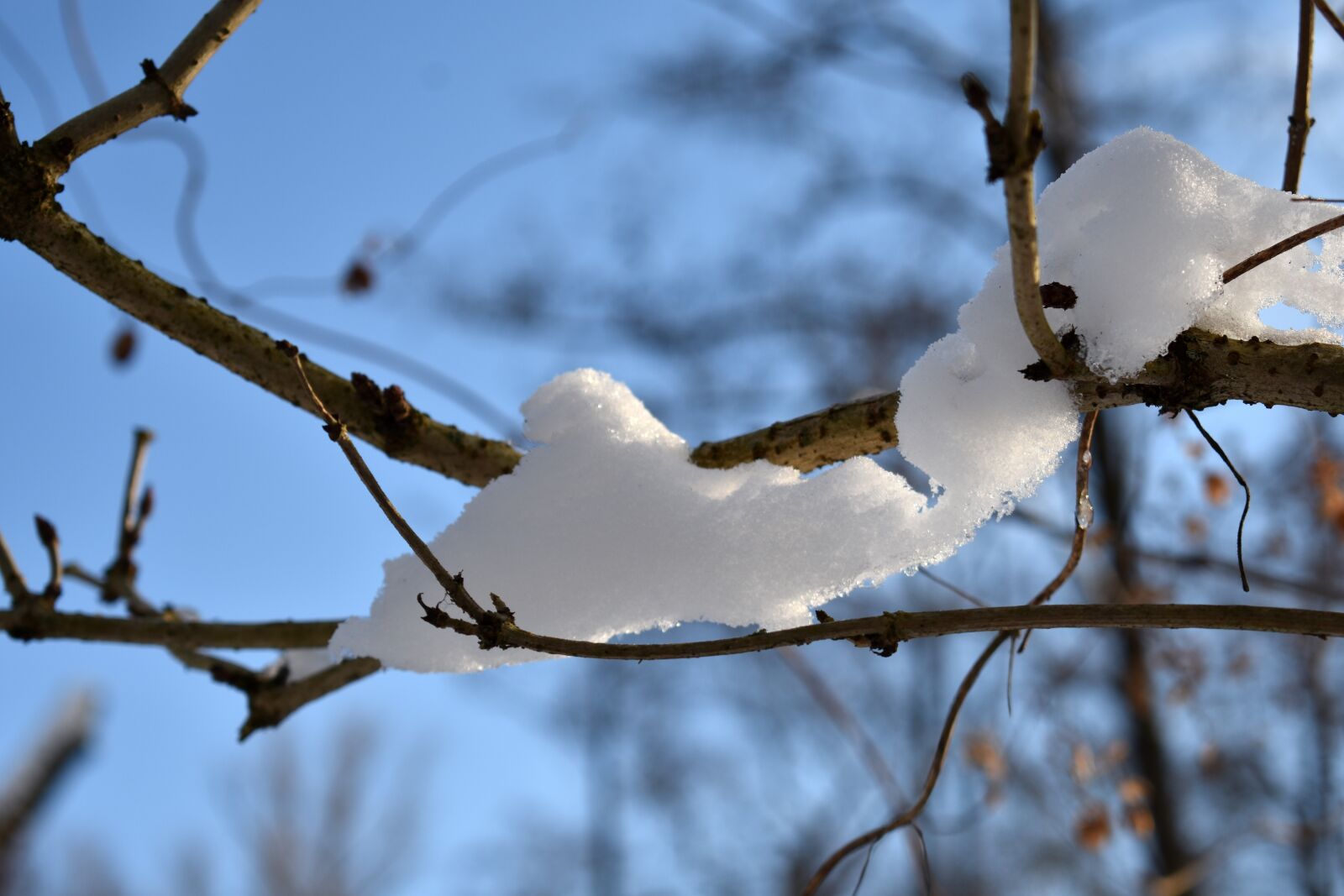 Nikon D3400 sample photo. Winter, snow, trees photography