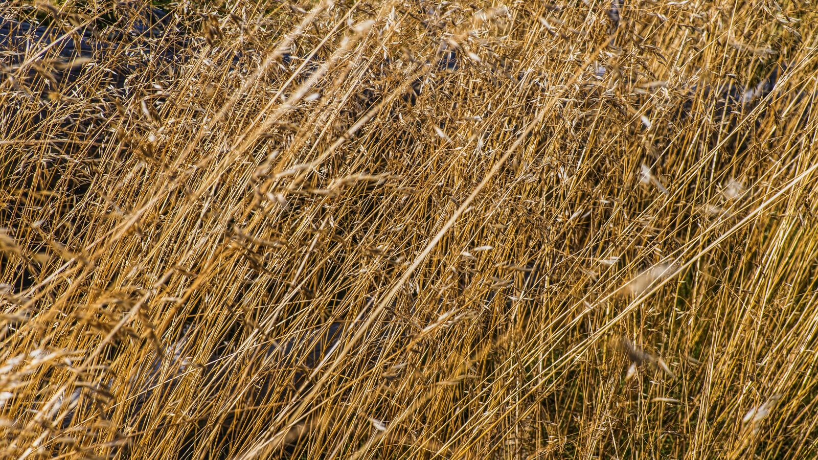 Sony a6300 + Sigma 30mm F2.8 EX DN sample photo. Grasses, macro, close up photography