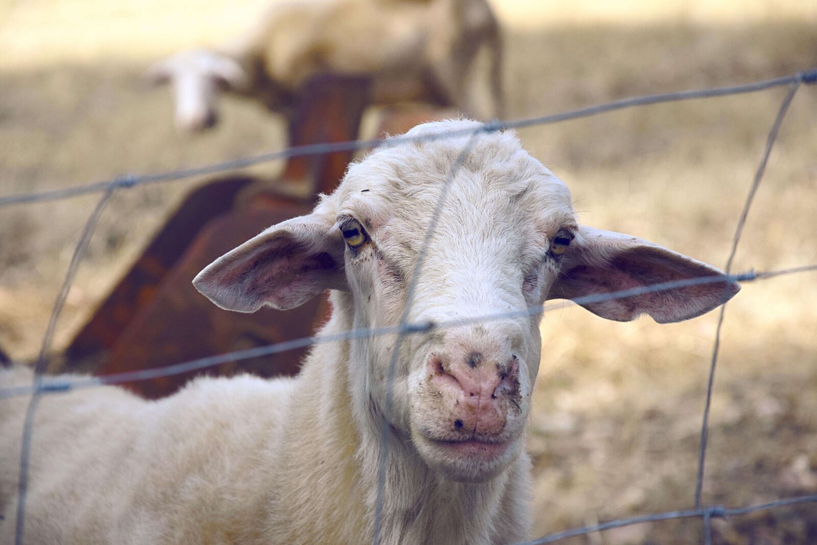 Nikon D3300 sample photo. Animal, countryside, farm, grass photography