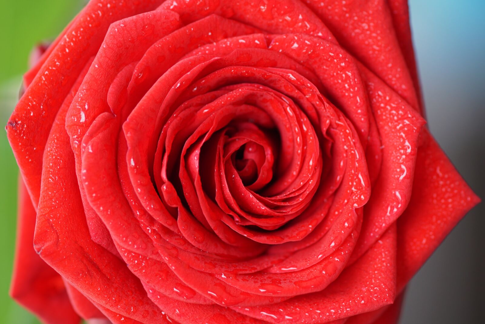 Sony ILCA-77M2 + Tamron SP AF 90mm F2.8 Di Macro sample photo. Rose, red, love photography