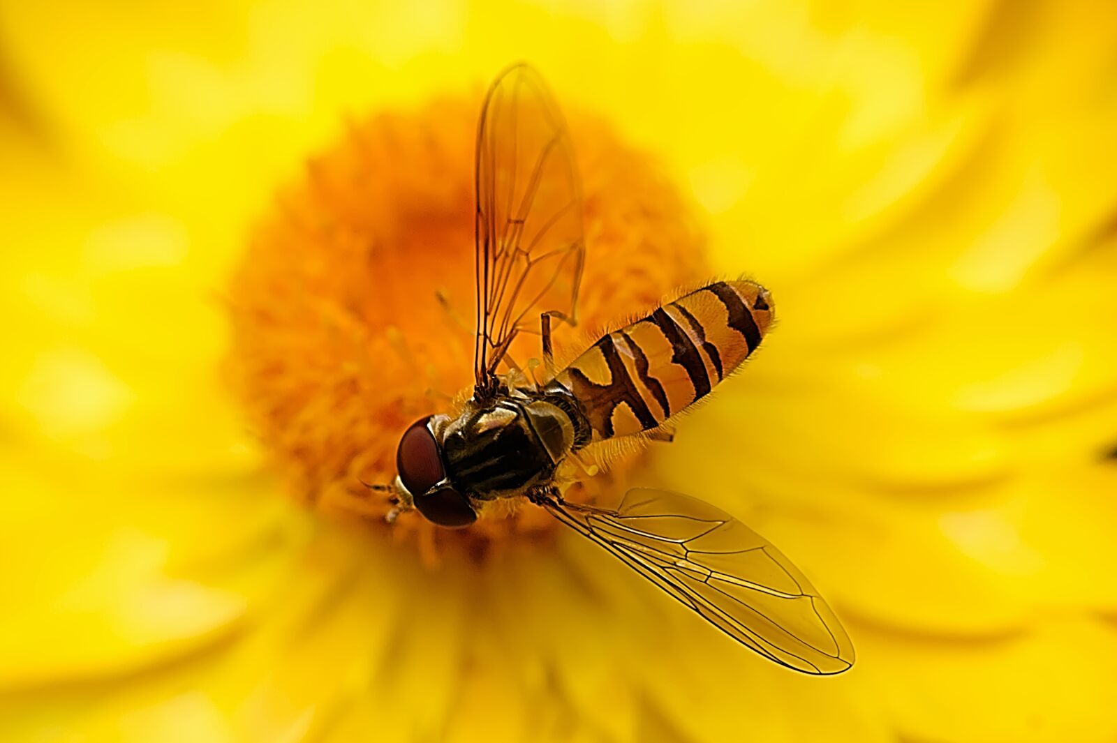 Canon EOS 450D (EOS Rebel XSi / EOS Kiss X2) sample photo. Hover fly, insect, nature photography