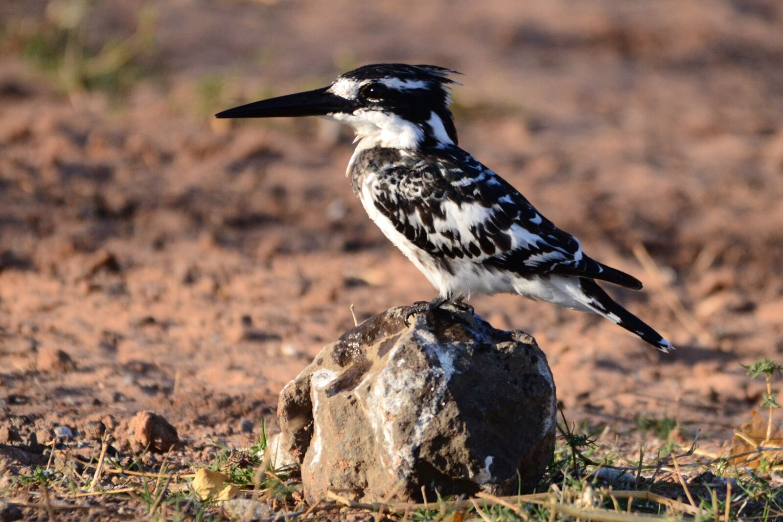 Nikon D7000 sample photo. Preferably, kingfisher, botswana photography